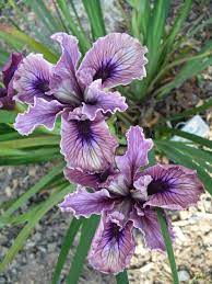 Images For Pacific Coast Iris Iris Flowers Iris Garden Pretty Flowers