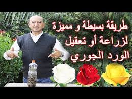 طريقة سهلة و مميزة و مضمونة لزراعة و تعقيل الورد الجوري an easy way to propagate rose plant youtube table decorations birthday decor