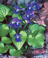 Fastdeliveryflorist.com has been visited by 10k+ users in the past month Il State Flower Violet Viola Sororia Edible Plants Spring Plants Wild Edibles