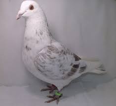 De vanzare porumbei fond si maraton.porumbeii se vand din cauza lipsei de spatiu. De Vanzare 2017 Colectie Porumbei Voiajori