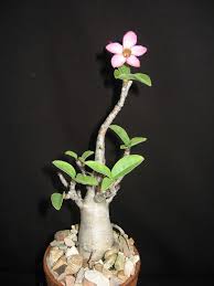Image result for Adenium multiflorum