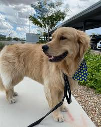 Marc Colucci (@high5petcare) • Instagram photos and videos