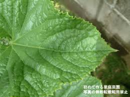 野菜に与えた肥料が多いか少ないか考える 初めて作る家庭菜園