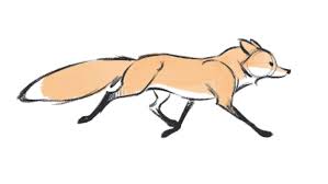 Fox Anatomy Reference Google Search Fox Sketch Animation Art Sketches Animal Drawings