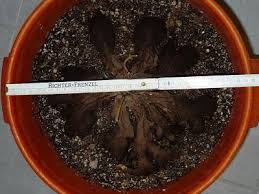 Image result for Dioscorea cotinifolia