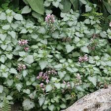 Vinca, common name periwinkle, is one of the faster growing ground cover plants for covering large areas. Pink Pewter Creeping Lamium Zone 2 9 Is One Of The Best Choices For A Tough Yet Showy Perennial Groundcover It F Shade Perennials Pink Pewter Dry Shade Plants