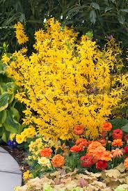 Pin By Perry Desmond Davies On Dream Gardens Plants Flower Stock Photography Flowering Shrubs