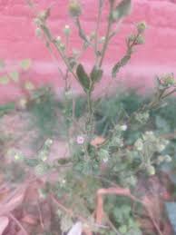 Image result for Laggera