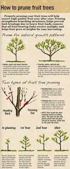 Most fruit trees only need dormant oils applied about every five years, unless there is a large infestation problem in the area. 71 Pruning Fruit Trees Ideas Pruning Fruit Trees Fruit Trees Tree Pruning