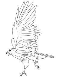 Connecticut judicial branch coloring book, copyright 2002. Red Tailed Hawk Coloring Page Coloring Home