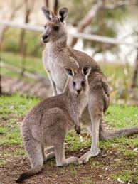 Australia We Dont Just Chill With Kangaroos All Day Countries Kute Kangaroos Kangaroo Pet Birds Animals