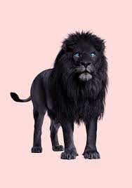 Black Lion Lion Wallpaper Lion Art Black Lion