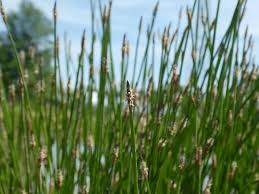 Image result for Eleocharis naumanniana