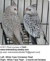 Jump to navigation jump to search. Cockatiel Mutations Beauty Of Birds