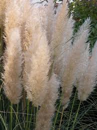 Ziergraser Leicht Und Elegant Gras Pflanzen Garten