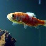 Freepettips Com Freshwater Aquarium Fish Aquarium Fish Fish