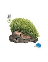 Image result for Monothecium