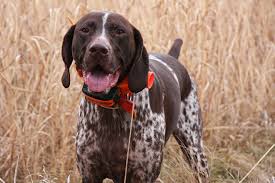 Other german shorthaired pointer dog breed names: Bird Dog Breeds