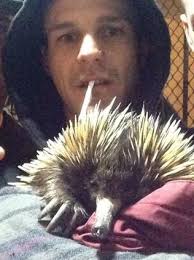Piggie the echidna: Man denies that he hurt stolen echidna