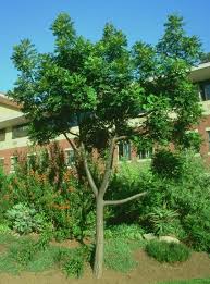 Image result for Harpephyllum afrum