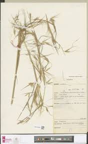 Image result for Hyparrhenia familiaris