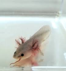 Super Light Lavender Melanoid From Ivy S Axolotls Cute Little Animals Fish Pet Animals