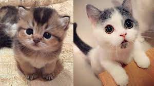 Kittens, one female and the other a male. Baby Cat Cute Baby Kittens Will Make You Smile Videos Compilation Youtube