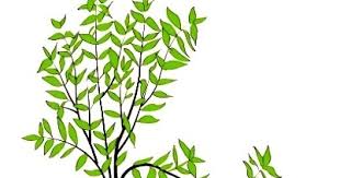 We did not find results for: Tahapan Proses Budi Daya Tanaman Hias Ilmucerdasku