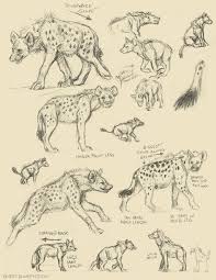 Spotted Hyena Vs Wolf Anatomy By Kenket Kenket Devaintart Com Animal Drawings Animal Sketches Animal Study
