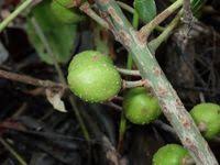 Image result for Uapaca guineensis