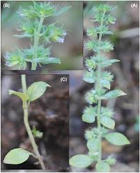 Image result for Micromeria imbricata