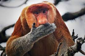 Cutest monkey in the world. Our Top Cheeky Monkeys The Great Projects