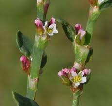 Image result for Polygonum aviculare
