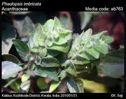 Image result for Phaulopsis sangana