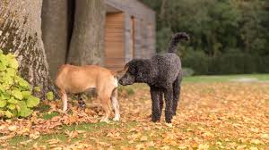 Sexualverhalten des Hundes: Kastration, Sterilisation und kontrollierte  Gelüste | STERN.de