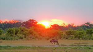Check spelling or type a new query. Blog Botswana Moremi Game Reserve Natucate