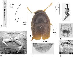 All plaga hotels plaga hotel deals popular plaga categories. Acrotrichis Plaga Sp Nov A Habitus B Spermatheca C Aedeagus D Download Scientific Diagram
