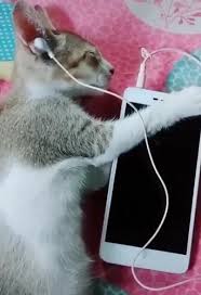 Check spelling or type a new query. Cat Listening To Music Coub The Biggest Video Meme Platform