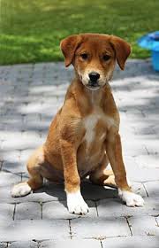 Apr 12, 2021 · puppyfinder.com is your source for finding an ideal labrador retriever puppy for sale near wilmington, north carolina, usa area. Wilmington Nc Labrador Retriever Meet A376113 A Pet For Adoption