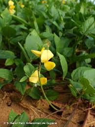 Image result for Vigna hosei