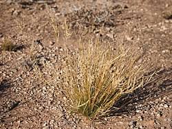 Image result for Eragrostis mildbraedii