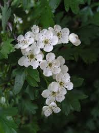 Hawthorn May Birth Flowers Birth Flowers Hawthorne Flower