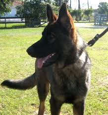 Ddr dark sable german shepherd. German Shepherd East German Breed Shepherds Ddr East German Czech West German Shepherd Breeders Pups Schaferhunde Hunde Ddr