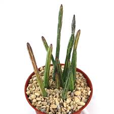 Image result for Senecio sp.no.4