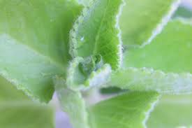 Oregano also might help digestion by increasing bile flow and fighting against some bacteria, viruses, fungi, intestinal worms, and other parasites. Tips For Growing Cuban Oregano Indoors Gardener S Path