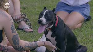 17:28 планета мутантов (mutant planet). Animal Planet Pit Bulls Parolees Villalobos Comes In To Help A Pit Bull Rescued From Kuwait Facebook