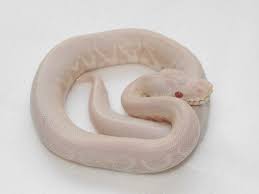 Axanthic Black And White Ball Python Albino Axanthic Black Pastel Ball Python Piton Serpientes Bolas