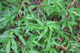 Image result for Oplismenus