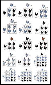 Chicken Breeding Charts Chickens Backyard Chicken Breeds