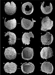 Bring the bold look of kohler to every room in your home. Larval Morphology And Ontogeny Of An Upper Devonian Phacopid Nephranops From Thuringia Germany